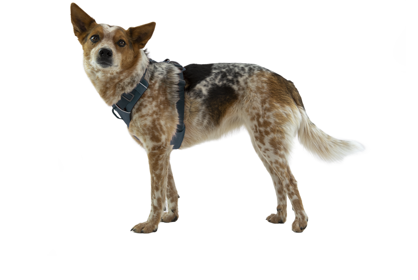 Ruffwear Front Range Harness PURPLE SAGE