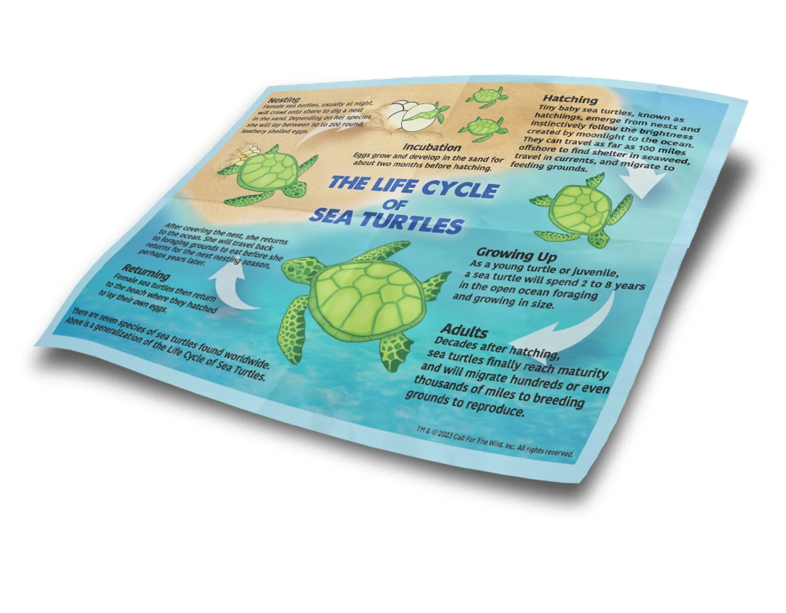 Call Of the Wild Sea Turtle Hatchling Egg