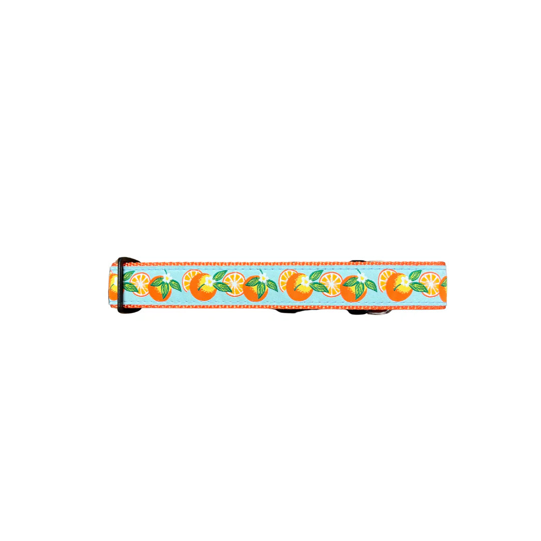 Preston Dog Collar Oranges MINT / ORANGE