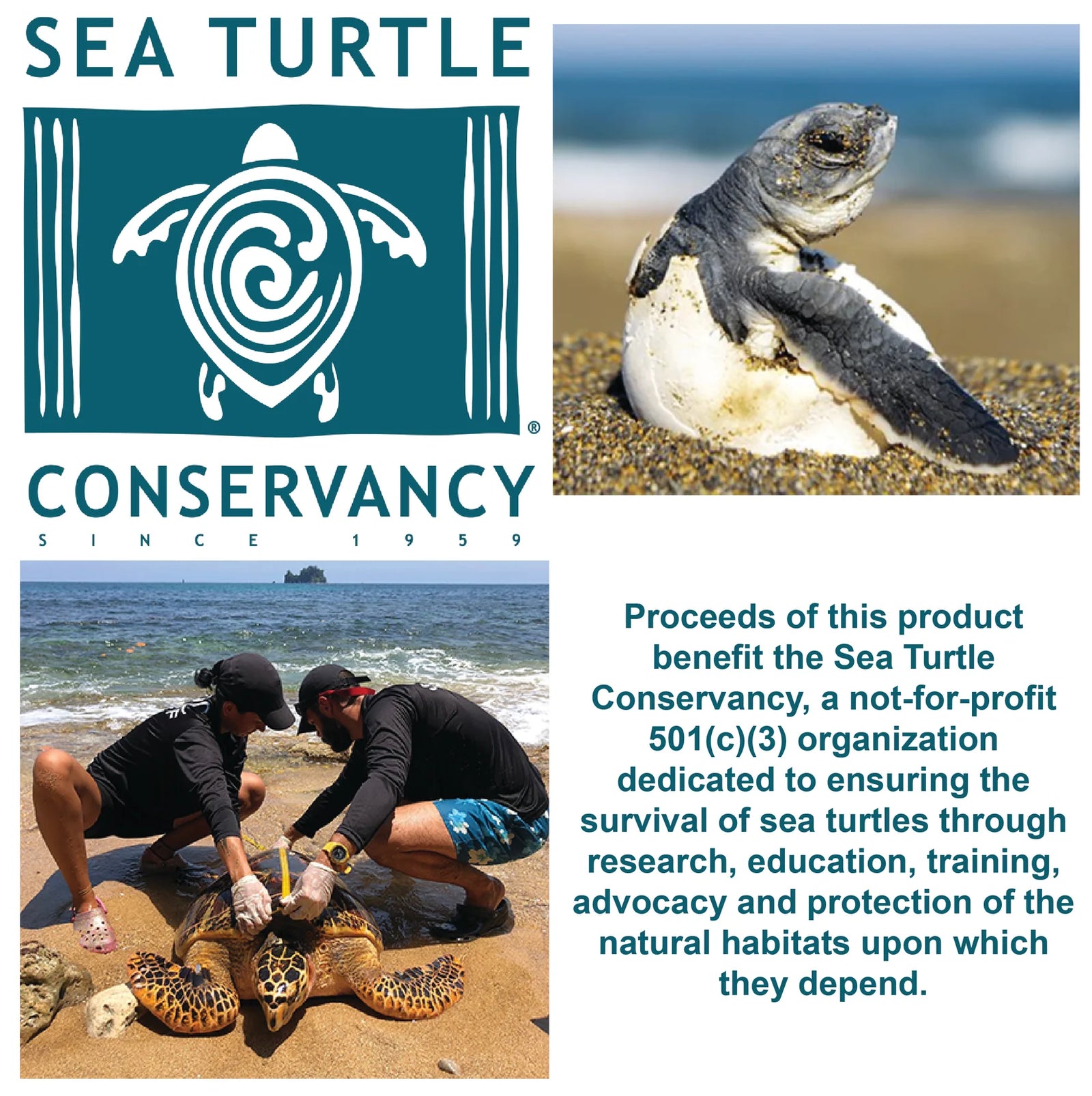 Call Of the Wild Sea Turtle Hatchling Egg