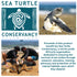 Call Of the Wild Sea Turtle Hatchling Egg
