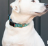 Preston Dog Collar Pickleball TURQUOISE