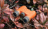 Nocs Provisions, modèle standard, 8x25, ORANGE POPPY